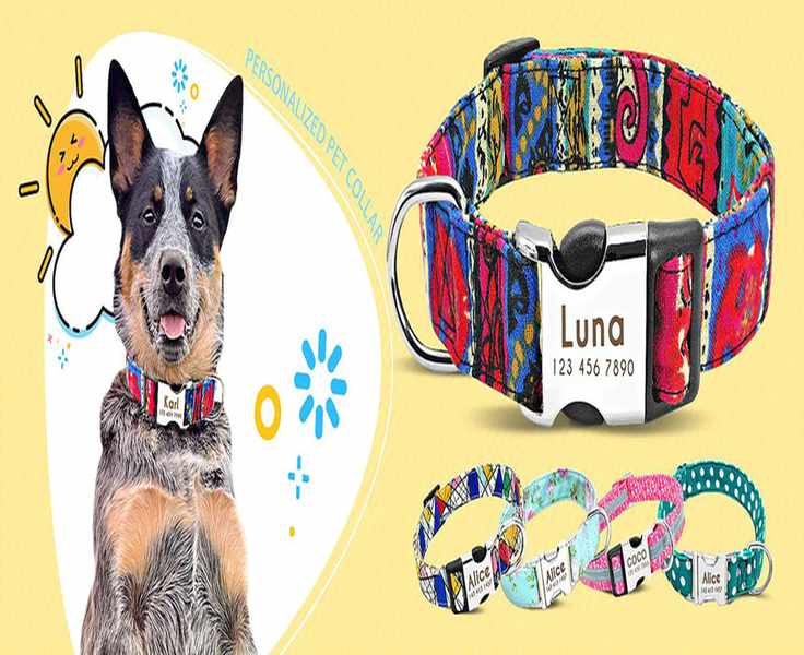 Exploring ITalkPet: A Journey Through Personalized Pet Care