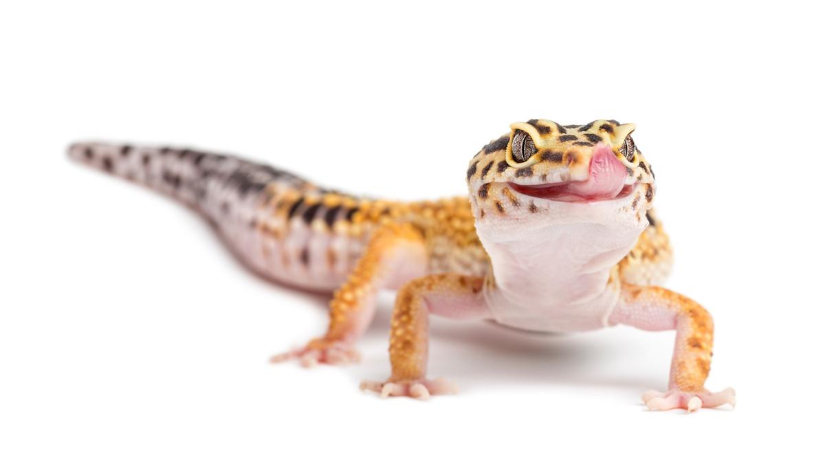 LLLReptile 101: 15 Must-Try Buys + Smart Saving Plays