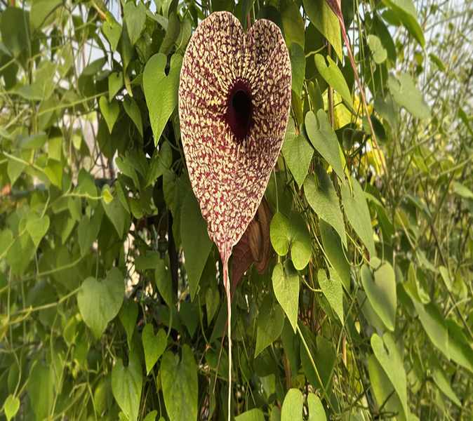 Unlocking the Greenhouse: A Guide to Logee's Unique Plants