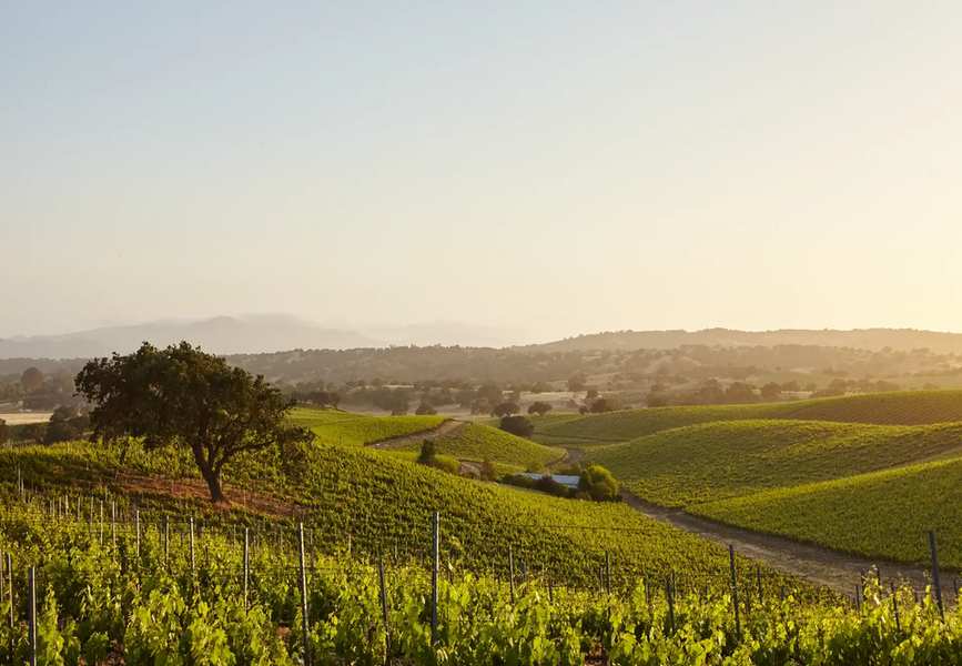 Martellotto Winery 2026: A Buyer's Reality Check