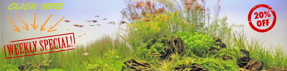 The Quiet Rise of Modern Aquarium