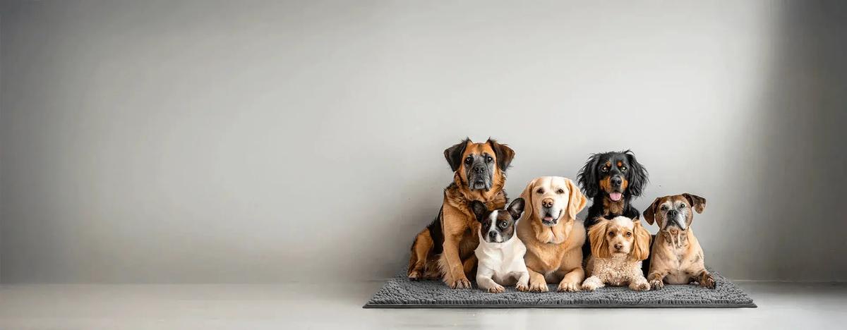 A 2026 Snapshot of the Dog Care Scene