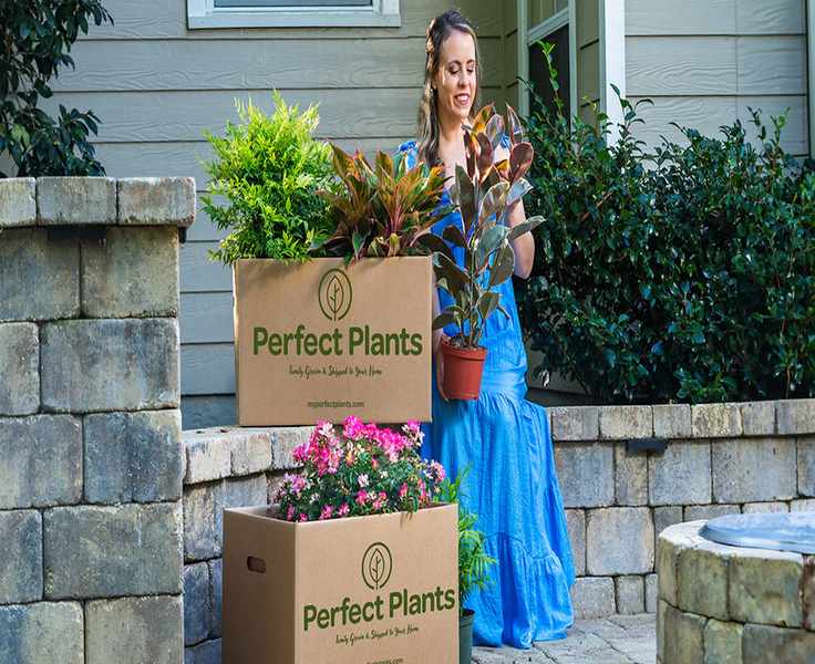Perfect Plants vs. the Competition: Which Nursery Reigns Supreme?
