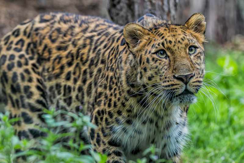 Animal Encounters Await: The Future of Entertainment Attractions