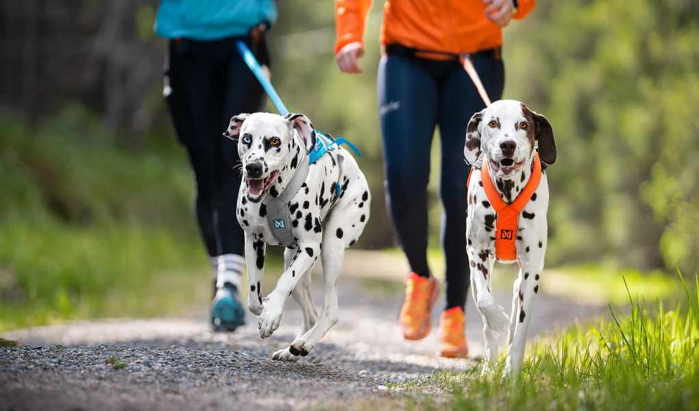 Non-stop Dogwear vs the Rest: Which One Actually Wins