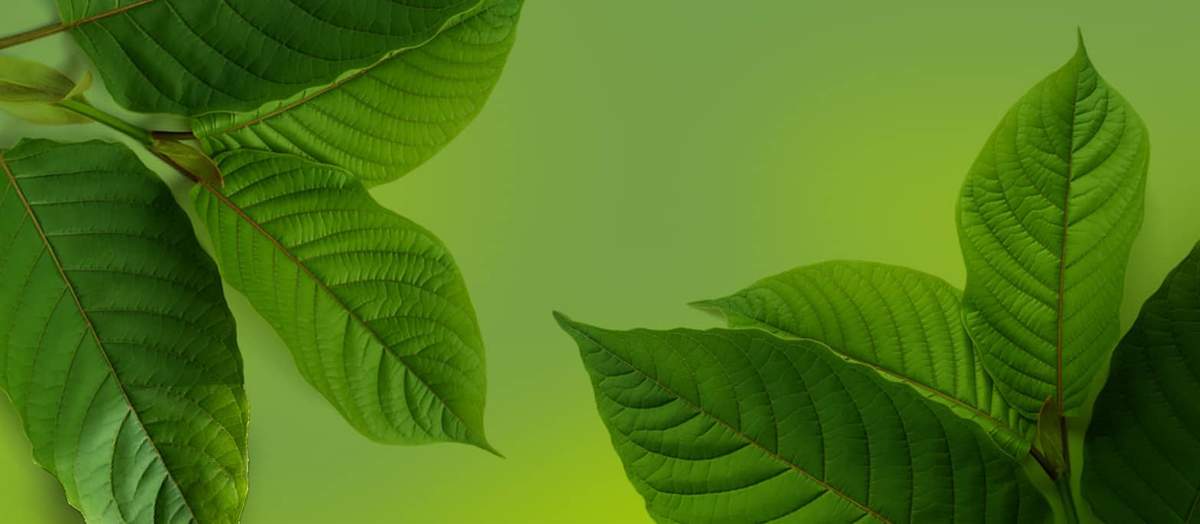 Unpacking the Allure of PA Botanicals