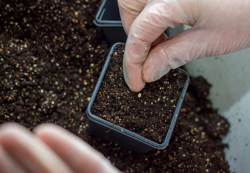 A Few Days With Pepper Joe's: What I Learned About Growing Heat