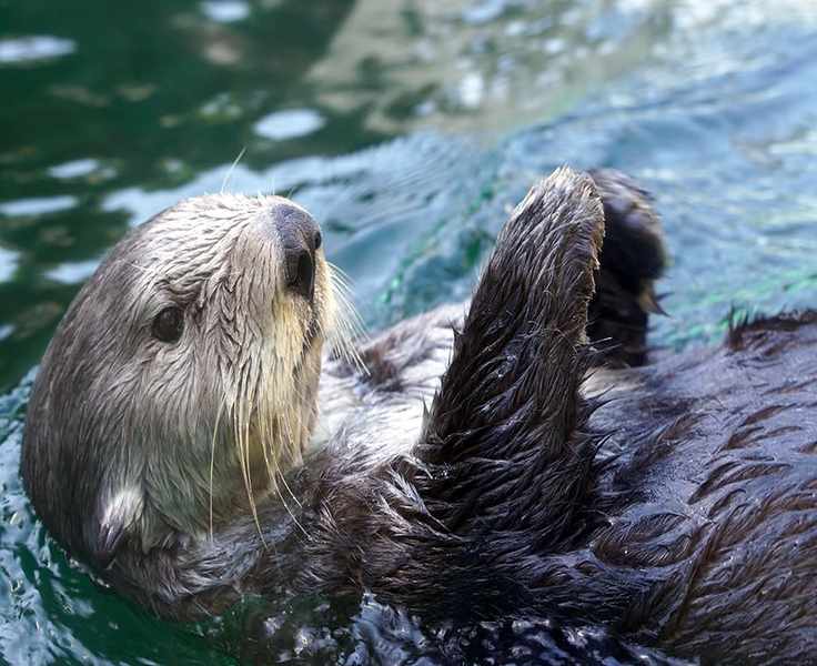 Exploring the Wonders of Seattle Aquarium: More than Just a Visit