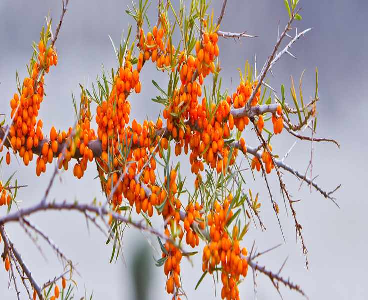 Unveiling the Natural Beauty Secrets of Sibu