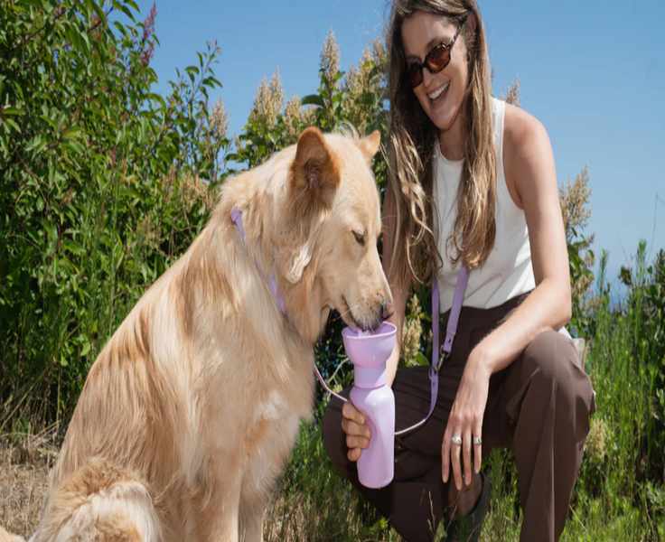 The Evolution of Dog Care: What’s Trending in 2026