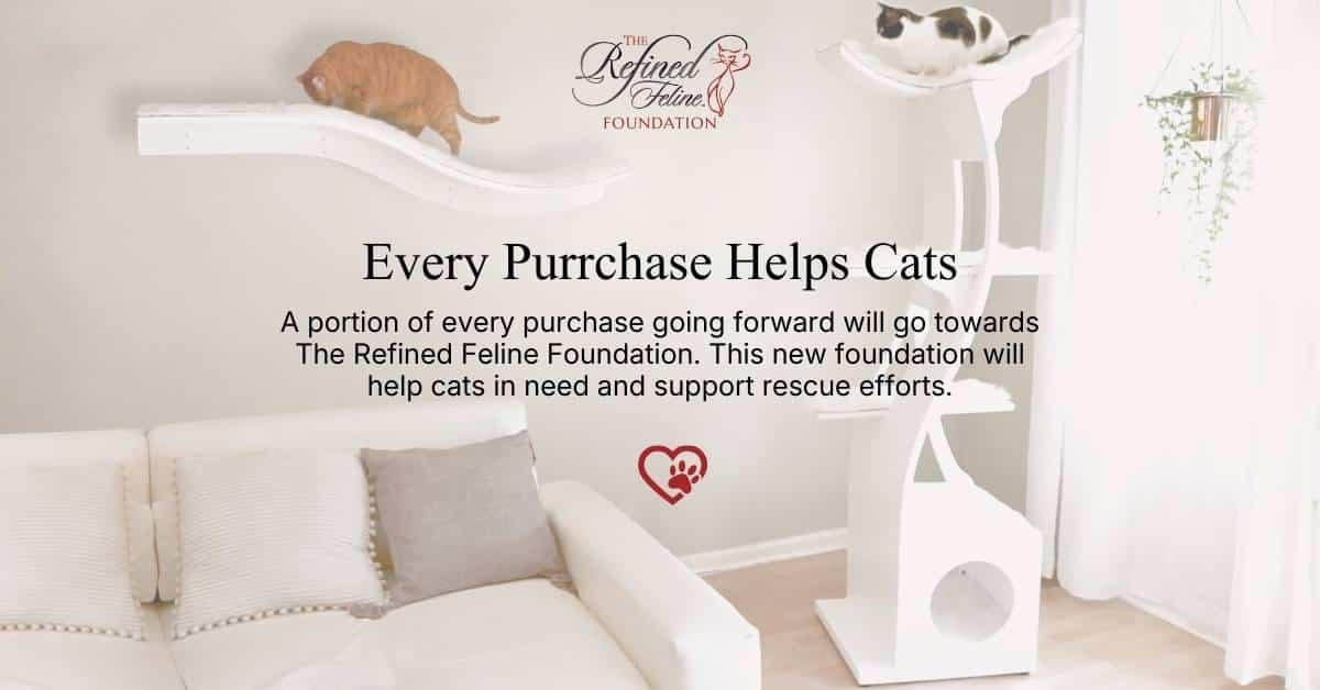 Elevating Style and Comfort: The Refined Feline Experience