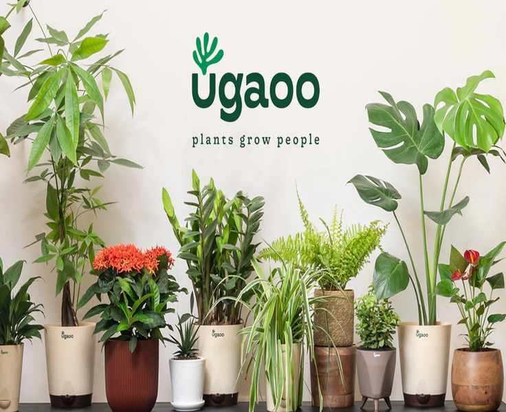 The Honest Comparison: Ugaoo and What Else Is Out There