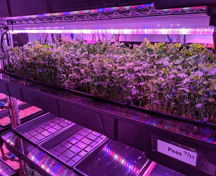 A Few Days With VegBed: What I Learned