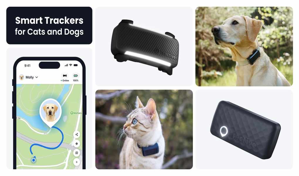 Unlocking the Secrets of Whistle: A Closer Look at Pet Tech